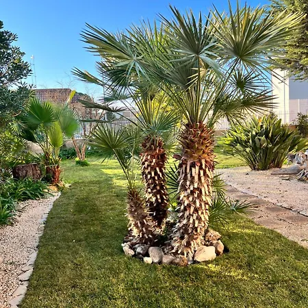 Tulipano Rosso * Bari